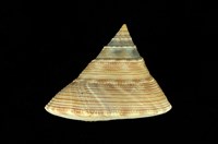 藏品(臺灣鐘螺)的圖片